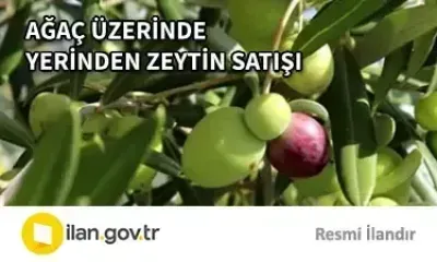 AĞAÇ ÜZERİNDE YERİNDEN ZEYTİN SATIŞI