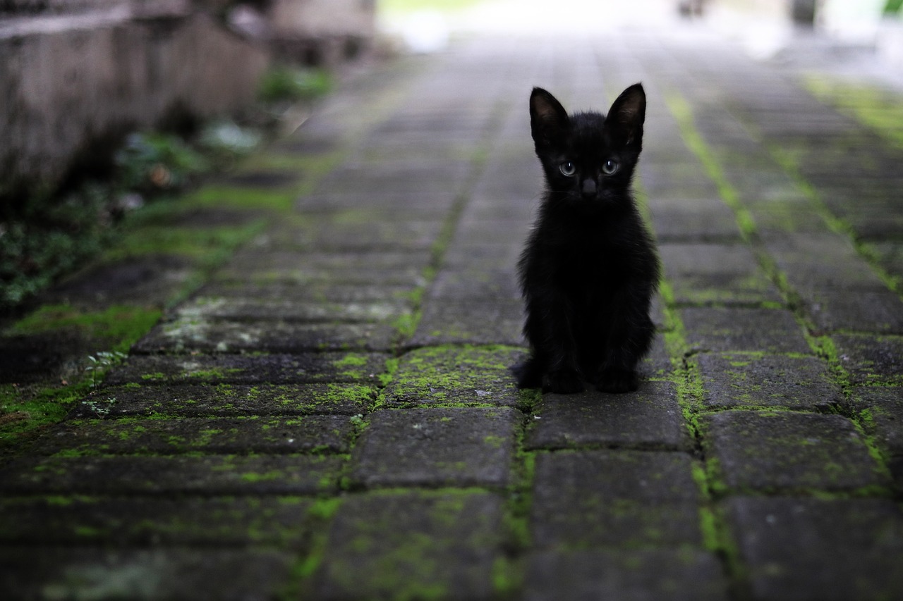 tatlı kedi fotoğrafı